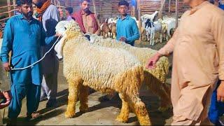 Live Soda Chowk Azam Ka Maal Shahpur kanjra Mazhar Biba Official