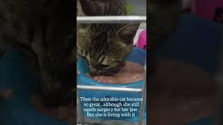 The short story of the Adorable cat