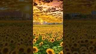 Good morning |RAUF SAEED OFFICIAL| #islamic #youtubeshorts #shorts