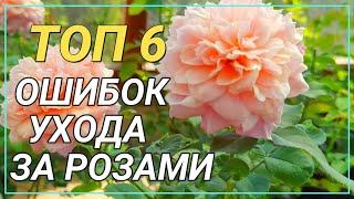 РОЗЫ в СЕНТЯБРЕ: 6 ошибок, после которых розы плохо перезимуют