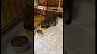Домашняя лиса ест #БратецЛис #лиса #fox #животные #shorts