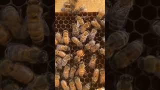 This Queen Bee is Laying an Egg!