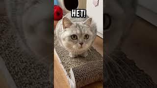 Смешные коты - Майя  #смешныекоты #кошка #смешноевидео