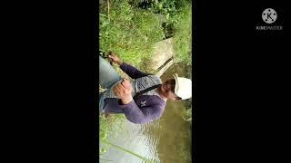 mancing gabus babon mantap bro#pauji chanel