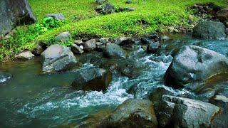 Relaxing Nature Sounds Nature Water Sounds Asmr River Sounds for Sleeping for Meditation for Healing