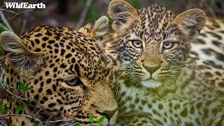 Leopard Lion Buffet - SafariLIVE Sunrise - 06 November 2024