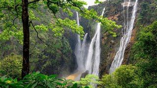 Most Beautiful Forest in The World. |Jog Falls Forest, India|