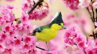 cherry blossom,cute bird