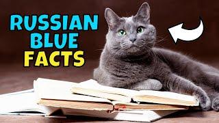 10 Fun Facts About Russian Blue Cats