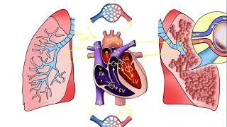 Pulmonary and Systemic Circulation