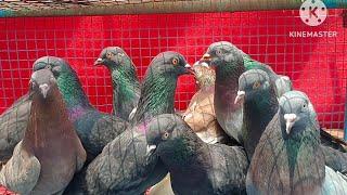 Pure Punjabi Malwai Kabootar for sale in Delhi for 2000 rupees add 8447579723