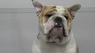 Why English Bulldogs are THE BEST (and the worst)