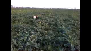 Marra - Epagneul Breton hunting and training in Romania: pointing a pheasant