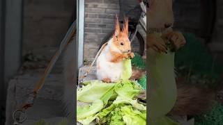 Милая пушистая белка на правильном питании  Cute squirrel #animals #shorts #животные #милота #cute