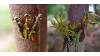 Mango Grafting On Big Tree | Grafting Mango Tree | Big Mango Tree Grafting | How To Graft