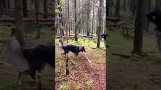 Смешные собаки против своего хозяина #shorts
