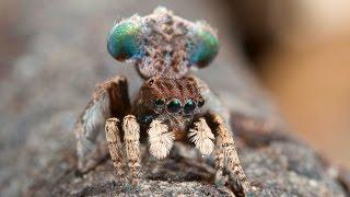 Peacock Spider 3 (Maratus vespertilio)