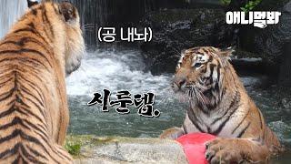 워터파크에서 공 갖고 싸우는 호랑이 형제ㅋㅋㅋㅋㅣTigers Fighting Over a Ball at a Waterpark