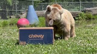 Sonya steals the box from Chewy.