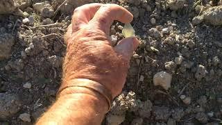 Field Walking Freaks # 5 : Romans under foot.