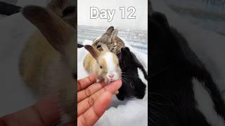 Animals Rabbit Growth - Baby Rabbits Growing Up #rabbits #animals