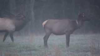 Cataloochee Elk Rut - Elk Bugle