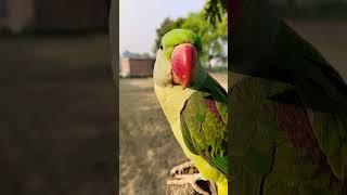 Mitthu Bete Mummy Bolane Wala Parrot #shorts #cute #viral