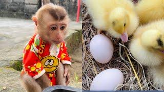 so funny! monkey Tina takes the eggs and hatches them into ducklings