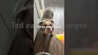 Ted will eat orange