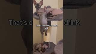 Funny sphynx cats #funnyvideo #cat #usacats #funny #foryou #fyp #pets #usa #cute