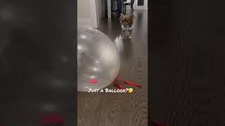 Mila & the balloon  #shorts #cutedog #chihuahua #pets #animals