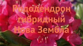 Рододендрон гибридный Нова Зембла  обзор: как сажать, саженцы рододендроны Нова Зембла