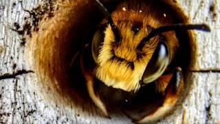 The Secret Lives of Wild Bees