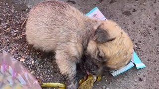 Sitting under the trash can, the puppy tried to swallow the smelly sausage to fill his stomach