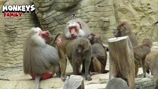 Interesting Behaviour From Members of a Monkey Family