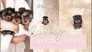 RAISING TINY YORKIE PUPPIES  Age 3 - 12 Weeks