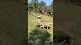 Giant droptine buck !! #antlers #deerstags #deerhunting #livestream #deerhunt #hunting #deerhunter