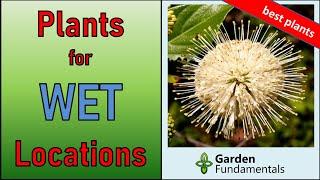 Best Plants That Love it Wet ️️ Ideal for Wet Places and Bog Gardens