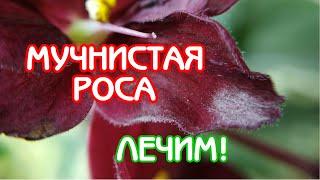 Мучнистая роса | Лечим фиалку | Советы по уходу за фиалками | Мои фиалки #21