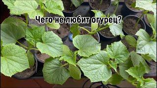 Чего не любит огурец? 5 основных ошибок при выращивании огурца.