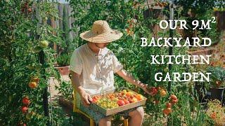 Our 9 sqm backyard kitchen garden, 6-month vegetable garden journey