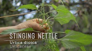 Meet STINGING NETTLE SEEDS = Perky Superfood: Learn to ID, Harvest & Use