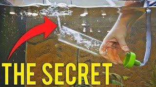 How to Properly Gravel Vacuum a Fish Tank (Detailed Version) #aquariumcoop