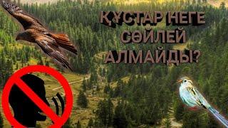 Құстар неге сөйлей алмайды?//МИФТЕР МЕН АҢЫЗДАР