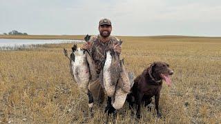 North Dakota Early Canada Goose Hunting!