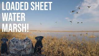 DUCK HUNTING A LOADED SHEET WATER MARSH! PUBLIC LAND DUCK HUNTING (2 MAN LIMIT)