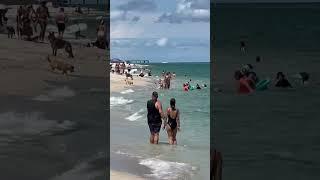 Hammer Head Shark Spotted Eating Lunch At Haulover Miami