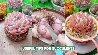 Easy Succulent Plants Care For Beginners