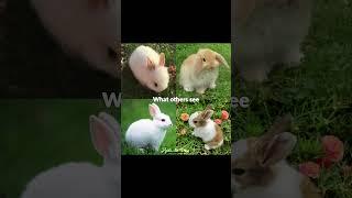 Asa is bunny and bunny is Asa #asa#babymonster#bunny#asabunny#shorts#enamiasa#trending#views#viral