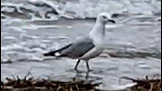 A Seagull At Morgan’s Park In Glen Cove NY